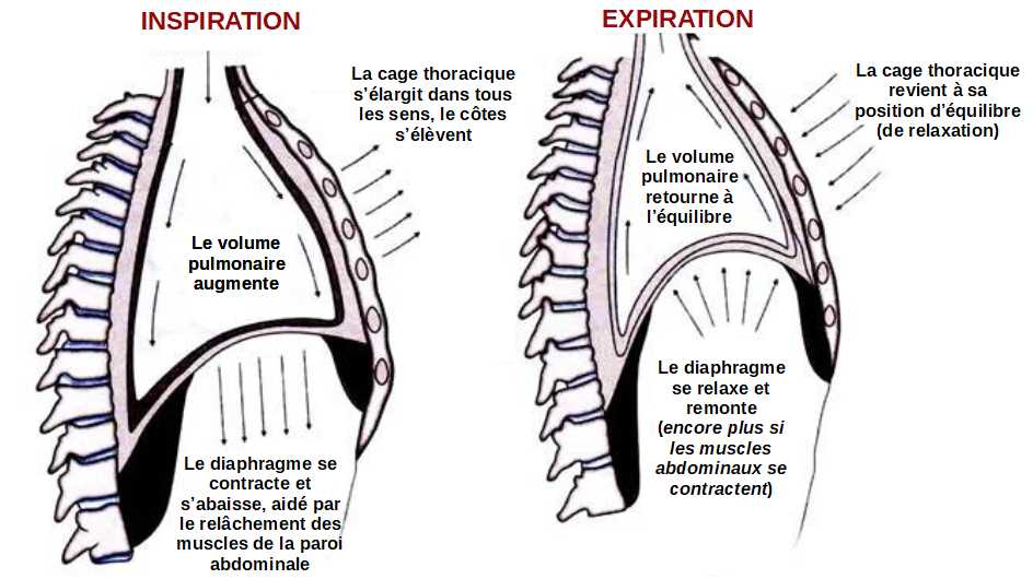 Inspiration Expiration